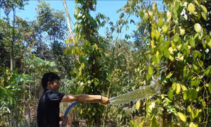 Bình Phước 'gồng mình' cứu cây trồng trong cơn hạn