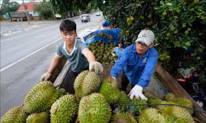 Khuyến khích sử dụng tem truy xuất nguồn gốc thương hiệu 'Sầu riêng Đạ Huoai'