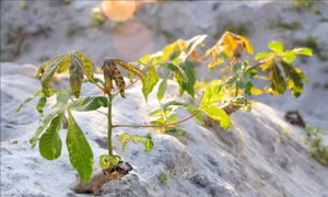 https://mediacms.baotintuc.vn/Upload/DMDnZyELa7xUDTdLsa19w/files/2020/04/0604/1004/kham-la-110420.jpg