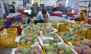 Nông dân Khánh Hòa không còn mặn mà với cây xoài Úc