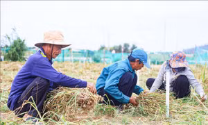 Đặc khu Lý Sơn hỗ trợ người dân tìm lối ra khi tỏi rớt giá