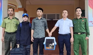 Bàn giao một cá thể Diều hoa Miến Điện cho Vườn quốc gia Phong Nha - Kẻ Bàng