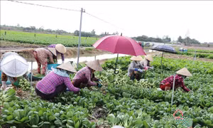 Hơn 51.000 lượt hộ nghèo được vay vốn tín dụng chính sách