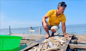 Điều tra nguyên nhân cá nuôi chết hàng loạt trên hồ thủy lợi Ia Mơ