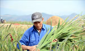 Vựa hoa, cây cảnh lớn nhất Quảng Ninh và câu chuyện đầu ra