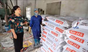 Mô hình chăn nuôi sạch thu lãi trên 1 tỷ đồng mỗi năm