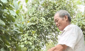 Giá hồ tiêu phục hồi mạnh ngay cả khi vào vụ