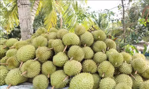 Siết chất lượng từ vùng trồng để giữ thị trường cho nông sản xuất khẩu