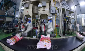 Xuất khẩu gạo kỳ vọng cải thiện kim ngạch các tháng cuối năm