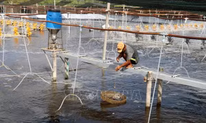 Xử lý vướng mắc, đẩy nhanh cấp mã số cơ sở nuôi tôm