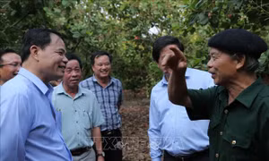 Bình Phước cần xây dựng Đề án phát triển cây điều trở thành cây trồng chủ lực