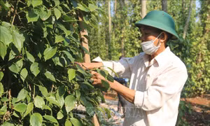 Khuyến cáo người trồng tiêu khi giá tăng 'nóng' trở lại