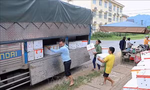 Tìm đầu ra ổn định cho nhãn Sơn Thủy