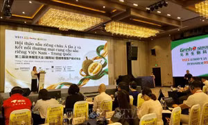 Hướng đi cạnh tranh cho sầu riêng xuất khẩu