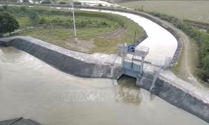 Vụ Đông Xuân 2022 - 2023: Các địa phương tiếp tục đưa nước lên ruộng