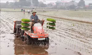 Nhiều lợi ích từ áp dụng máy cấy vào sản xuất