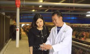 Lão nông nuôi gà bằng công nghệ mới, doanh thu hàng tháng hơn 8 tỷ đồng