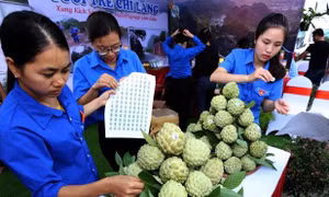 Quảng bá sản phẩm na Chi Lăng năm 2018