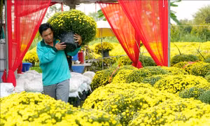Mở kênh tiêu thụ hoa cúc nở sớm