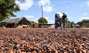 UNCTAD đề nghị Mỹ loại các nước nghèo khỏi danh sách chịu thuế quan mới