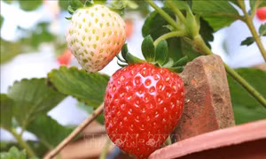 Độc đáo mô hình trồng dâu tây ở xứ nóng Ninh Thuận