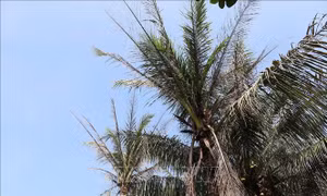 Sâu đầu đen hại dừa lan nhanh