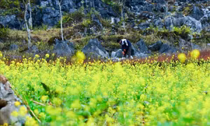 Mùa hoa cải vàng rực Cao nguyên đá Hà Giang