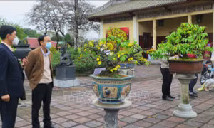 Nâng tầm thương hiệu mai vàng Huế