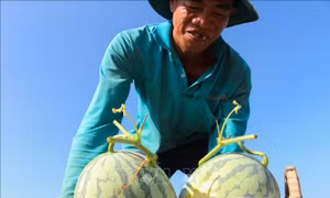 Niềm vui của người trồng dưa hấu vụ Tết ở Hậu Giang