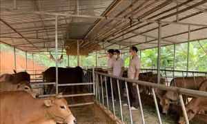 Hiệu quả các chương trình giảm nghèo ở vùng biên Sơn La