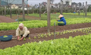 Thu nhập cao nhờ trồng rau an toàn theo tiêu chuẩn VietGAP