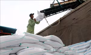 Doanh nghiệp gạo rộng cửa xuất khẩu