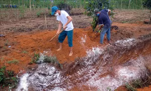 Huy động nguồn lực phòng, chống bệnh cúm gia cầm