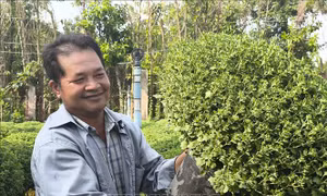 Nhu cầu đặt hoa cúc mâm xôi Tết tăng cao, giá cũng tăng