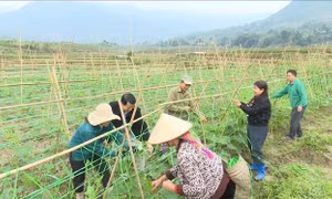 Lai Châu: Không để người nghèo bị bỏ lại phía sau
