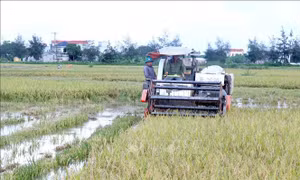 Hưng Yên tăng tốc gặt lúa Xuân trước nguy cơ mưa lớn cực đoan