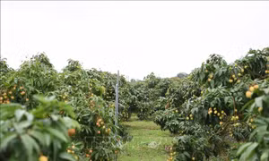 Bắc Ninh tổ chức chuỗi hoạt động xúc tiến tiêu thụ vải thiều
