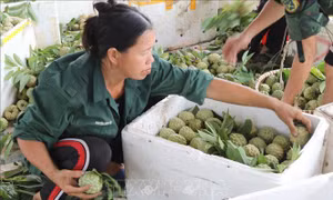 Na Chi Lăng được mùa, được giá