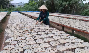 Nhộn nhịp làng nghề khô cá lóc phục vụ Tết