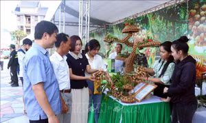 Khai mạc Tuần lễ tôn vinh nhãn lồng Hưng Yên năm 2024