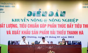 Thúc đẩy tiêu thụ, xuất khẩu vải thiều Thanh Hà
