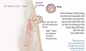 Cơ chế nhân lên của chủng virus corona mới (2019-nCoV)