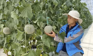 Hiệu quả mô hình trồng dưa lưới ứng dụng công nghệ cao