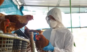 Bộ Y tế thông tin về ca tử vong do mắc cúm A(H5N1) tại Khánh Hòa