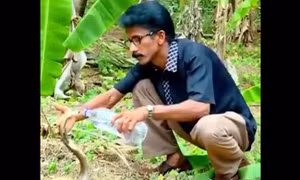 Nắng nóng cực độ khiến hổ mang chúa ngoan ngoãn uống nước từ chai