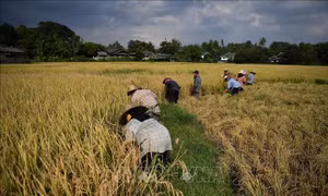 Giá gạo tăng gieo hy vọng cho nông dân Thái Lan đang chịu nhiều gánh nặng