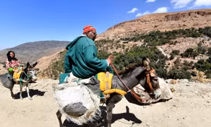 Những 'anh hùng 4 chân' khắc phục hậu quả động đất tại Maroc