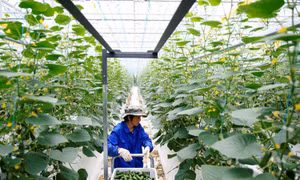 Dịch COVID-19 làm bùng nổ mô hình nhà kính công nghệ cao tại Trung Quốc