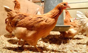 Phương pháp mới khiến gà đẻ trứng chứa thành phần chống ung thư