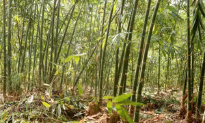 Các nhà khoa học Ấn Độ nghiên cứu tiềm năng dùng tre để sản xuất ô tô